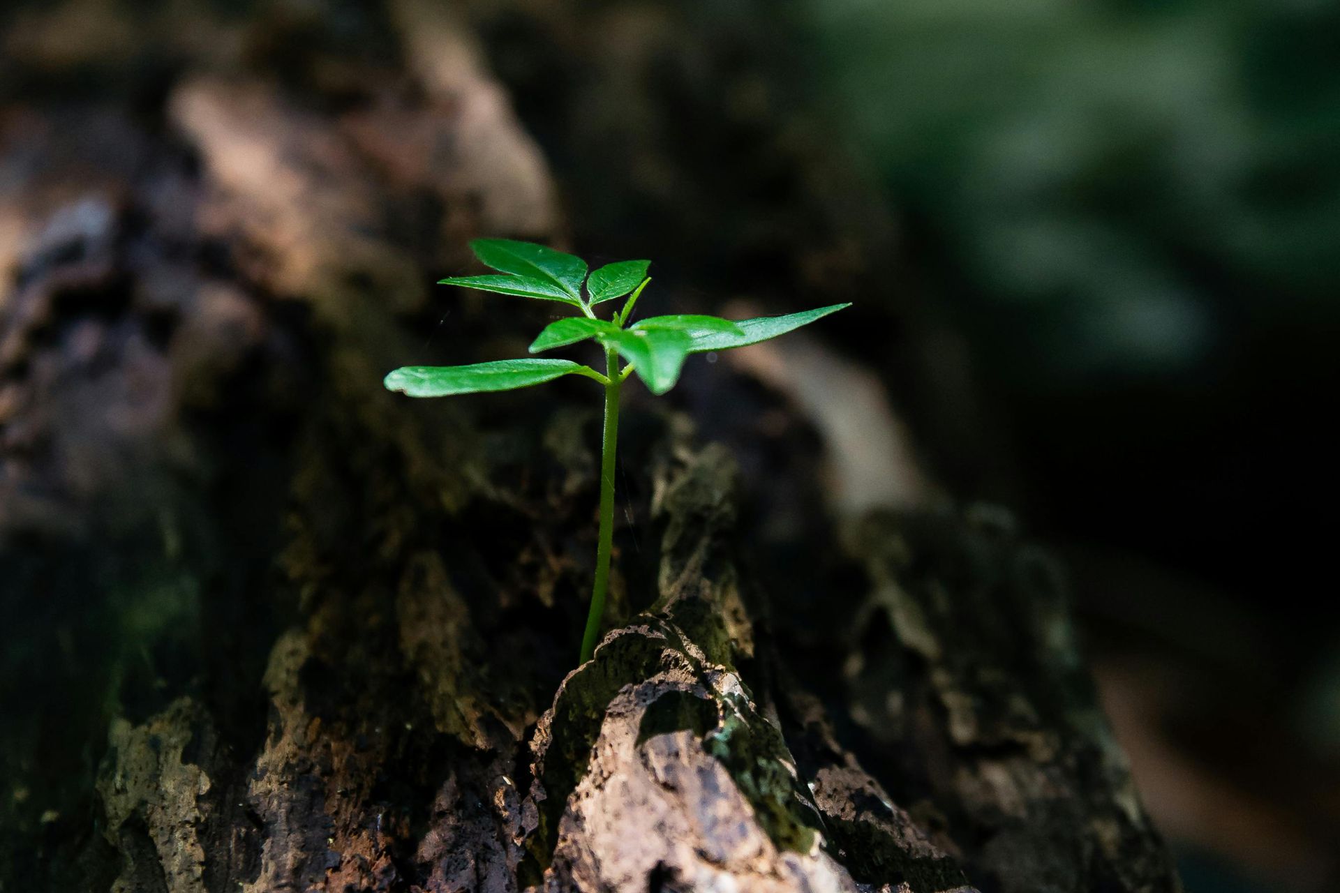 Environmental Solutions